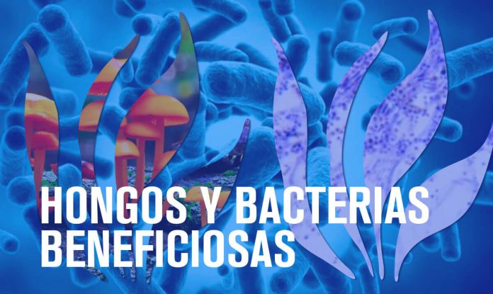 Hongos y bacterias beneficiosas en marihuana