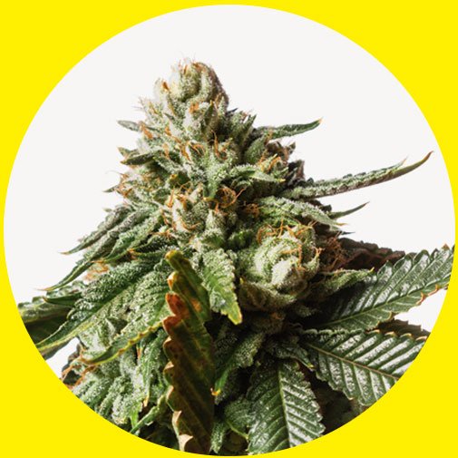 DR. BERRY CBD cannabis strain by Taima Seeds